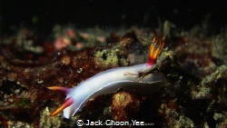White Nudibranchia by Jack Choon Yee 